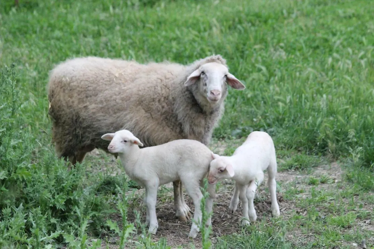 Agriturismo Cantagalli San Quirico d'Orcia Farm stay